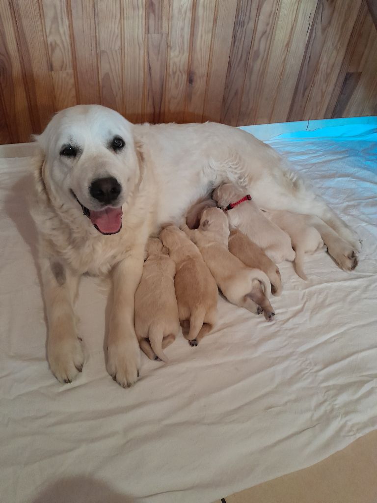 chiot Golden Retriever De La Bienveillante Mascotte